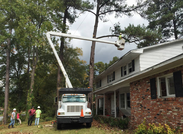 Reliable Rockville, CT Tree Services Solutions